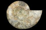Cut & Polished Ammonite Fossil (Half) - Madagascar #157950-1